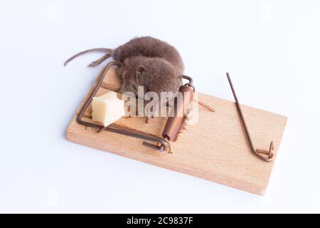 A close up shot of a mouse caught in trap Stock Photo