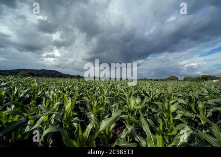 Corn field and corn farm in monsoon weather Stock Photo