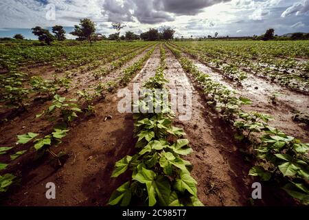 Growing row of cotton plants in field Stock Photo