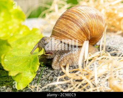 Burgundy snail on a stone eating a salad leaf and the mouthparts clearly visible (Radula and Jaw) Stock Photo