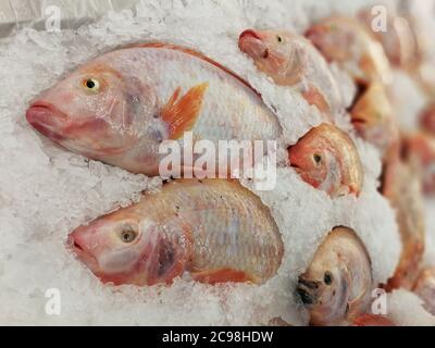Red tilapia on Fish Stall On Crushed Ice in Supermarket Stock Photo