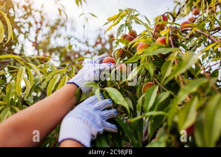 Peaches harvesting. Woman picking ripe organic peaches in summer orchard. Farmer checking fruits on branches. Stock Photo