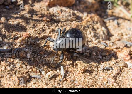 A Small black Helmet Darkling Beetle, known locally as a toktokkie, in the Goegap Nature reserve just outside the town of Springbok in South Africa Stock Photo