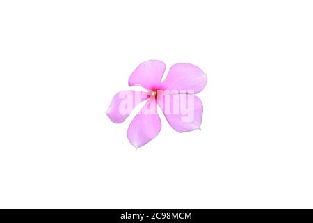 Madagascar Periwinkle or Pink flower isolated  with white background Stock Photo