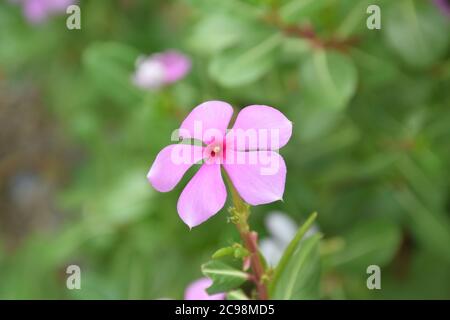Ping flower or Madagascar periwinkle on street  with green background Stock Photo