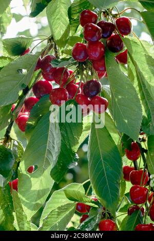 Ripe cherries hang on the tree between green leaves Stock Photo