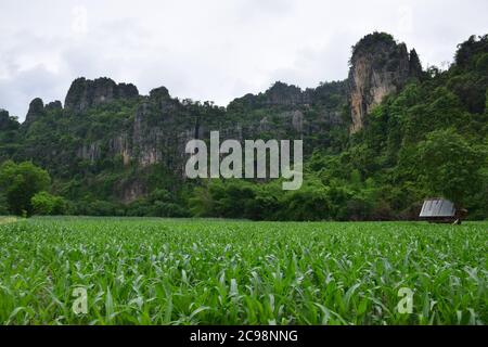 Simple hut in a green rice field Stock Photo