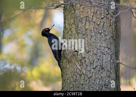 Berlin, Germany. 10th Apr, 2020. A black woodpecker on a tree in Grunewald. Credit: Ingolf König-Jablonski/dpa-Zentralbild/ZB/dpa/Alamy Live News Stock Photo