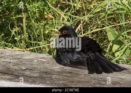 Blackbird (male) sun bathing Stock Photo