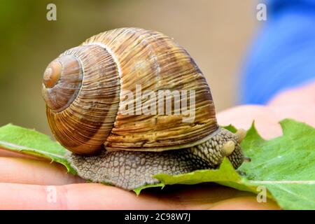 Big snail on the hand is hiding its eyes. Stock Photo