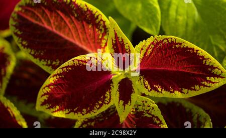 Brightly colored leaved of Coleus scutellarioides natural macro floral background Stock Photo