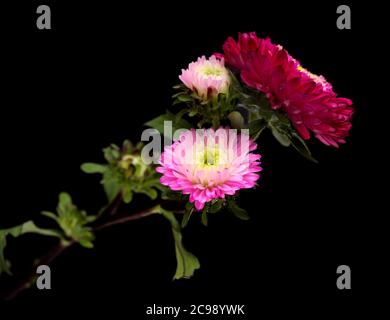 Chinese aster, Callistephus chinensis, isolated on plain background Stock Photo