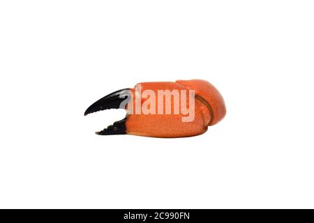 Orange Boiled Crab Claws Isolated On White background with clipping path Stock Photo