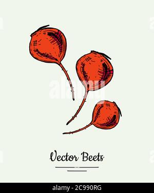 Beet vegetable vector isolate. Red whole beetroot. Vegetables hand drawn illustration. Food vegetarian sweet purple beet Stock Vector
