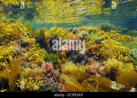 Underwater colorful seaweeds in shallow water, Atlantic ocean, Galicia, Spain, Pontevedra Stock Photo