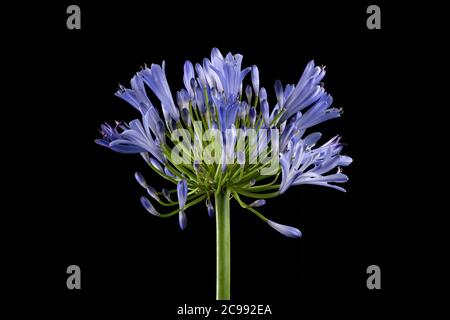 Blue Agapanthus flower photographed against a plain black background Stock Photo