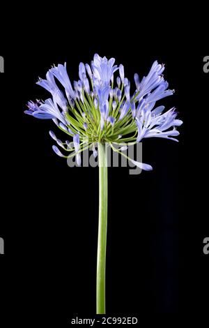 Blue Agapanthus flower photographed against a plain black background Stock Photo