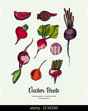 Beet vegetable vector set isolate. Red whole sliced cutted beetroots green leaves. Vegetables drawn illustration food Stock Vector