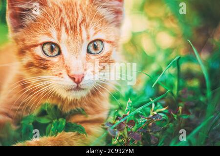 Cute Tabby Red Ginger Cat Sitting In Grass Outdoor Stock Photo