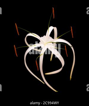 White Caribbean spider-lily isolated on black background Stock Photo