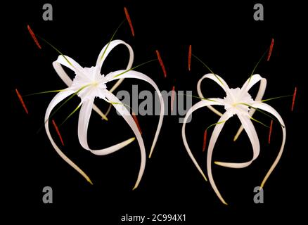 White Caribbean spider-lily isolated on black background Stock Photo