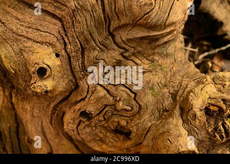 Old wooden background with cracks. Slice from a tree old weathered wood texture. Stock Photo