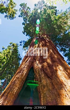 Looking straight up towards the top of a giant Sequoia tree.