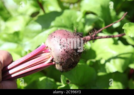 A freshly picked beetroot plant from UK garden allotment on sunny day, July 2020 Stock Photo