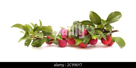 Small cherry plums, isolated on white background Stock Photo