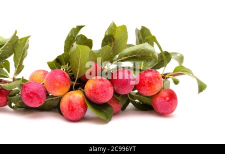 Small cherry plums, isolated on white background Stock Photo