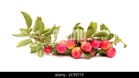 Small cherry plums, isolated on white background Stock Photo