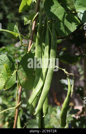 Runner beans 'Moonlight' on vine growing in a UK garden allotment on a sunny day, July 2020 Stock Photo