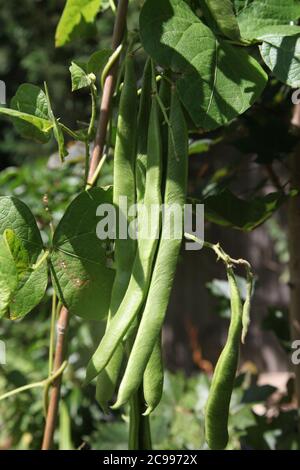 Runner beans 'Moonlight' on vine growing in a UK garden allotment on a sunny day, July 2020 Stock Photo