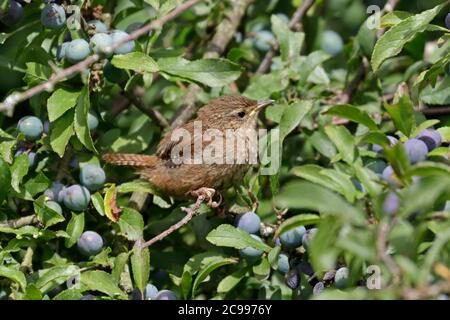 Juvenile Winter Wren perched in a Blackthorn bush Stock Photo