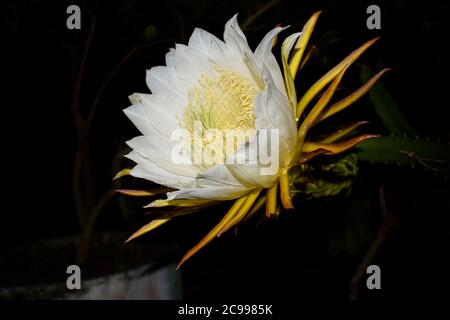 A white colored flower bud with yellow and green color vine in a very dark environment Stock Photo