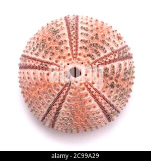 Fauna of Gran Canaria - sea urchin skeleton isolated Stock Photo