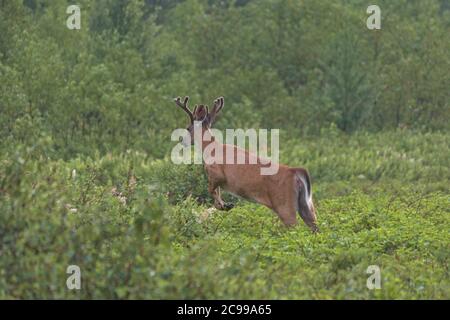 whitetail deer running away from camera Stock Photo