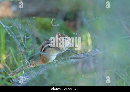 a squirrel perched on a tree limb Stock Photo