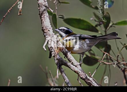 Hispaniolan Spindalis (Spindalis dominicensis) adult male perched on branch (endemic species)  Bahoruco Mountains NP, Dominican Republic Stock Photo