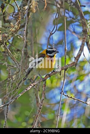 Hispaniolan Spindalis (Spindalis dominicensis) adult male perched on twig (endemic species)  Bahoruco Mountains NP, Dominican Republic Stock Photo