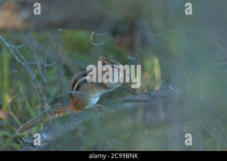 a squirrel perched on a tree limb Stock Photo