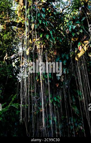 Curepipe Botanic Gardens (or SSR Botanical Garden of Curepipe) in Route des Jardins, Curepipe, is the second largest botanical garden in Mauritius. Stock Photo