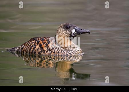A white backed duck swimming in a pond. Stock Photo