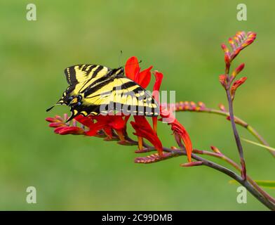 Western Tiger Swallowtail butterfly on red Crocosmia flowers (Papilio rutulus) Stock Photo