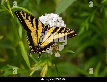 Western Tiger Swallowtail butterfly on white Sweet William flowers (Papilio rutulus) Stock Photo