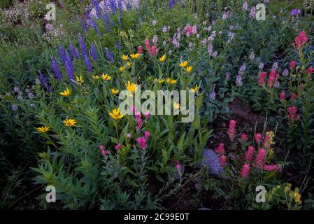 High mountain wildflowers.  The Albion Basin in Alta, Utah, USA is world renowned for its magnificent display of wildflowers.  8000'+ in elevation. Stock Photo