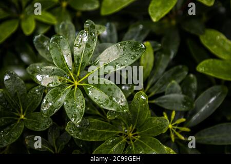 Water drops on Schefflera arboricola (Hayata ) or Miniature umbrella plant in garden. Beautiful green background leaves wallpaper. Selective focus.