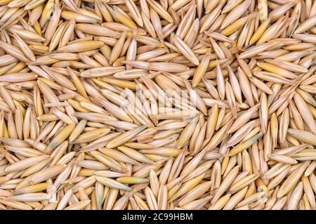 Natural unpeeled oats. A lot of grain. Stock Photo