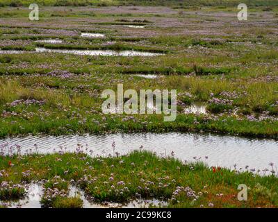 Limonium vulgare Common sea lavender on salt marshes North Norfolk coast July Stock Photo