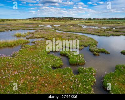 Limonium vulgare Common sea lavender on salt marshes North Norfolk coast July Stock Photo